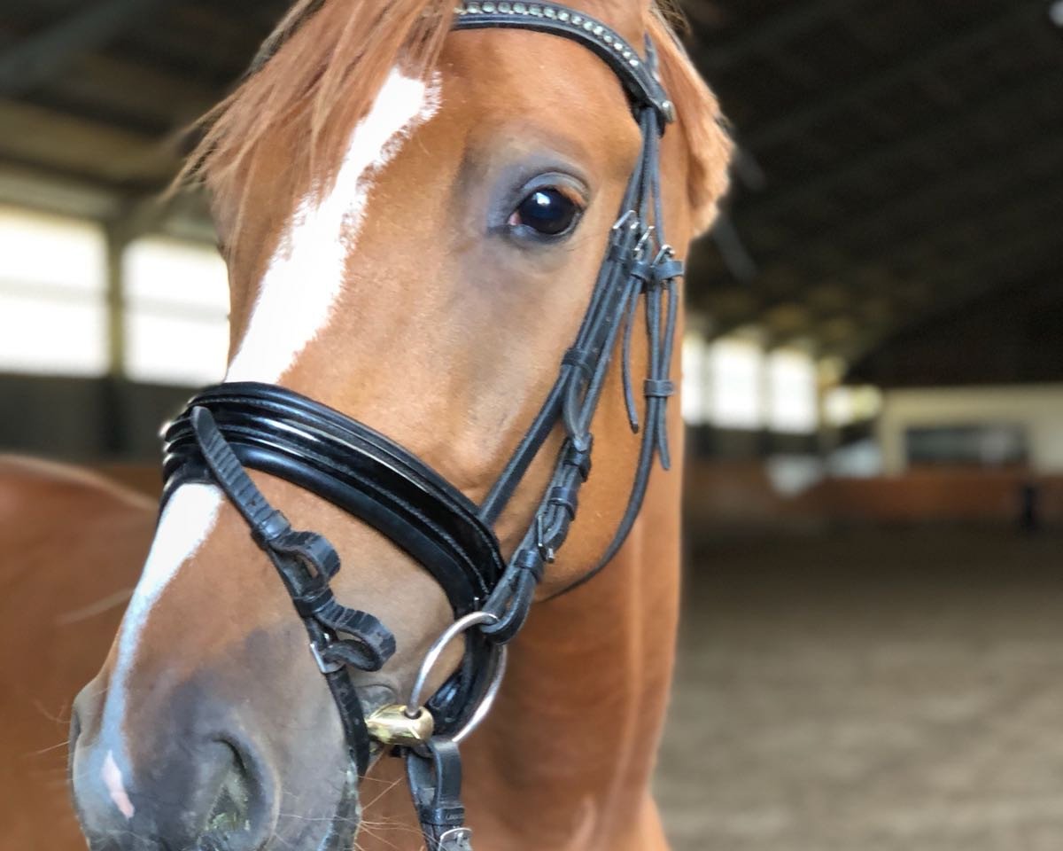 Dressurpferd Delano Fox (Deutsches Reitpony, 2014, von FS Daddy Cool)
