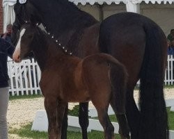 dressage horse Zambia LB (Westphalian, 2018, from Zoom)