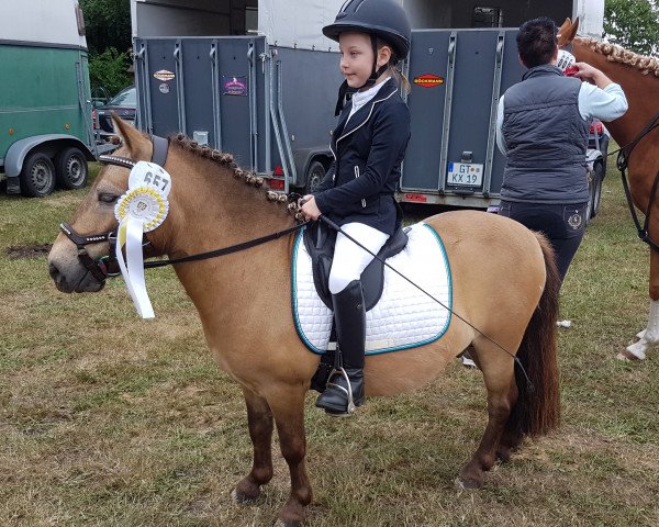 dressage horse King Kazpar (unknown, 2011)