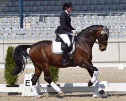 dressage horse Don Diego 59 (Hanoverian, 2006, from Don Crusador)