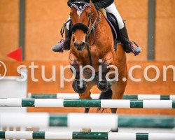 Springpferd Jethro (Belgisches Warmblut, 2009, von Clipper vd Begijnakker)