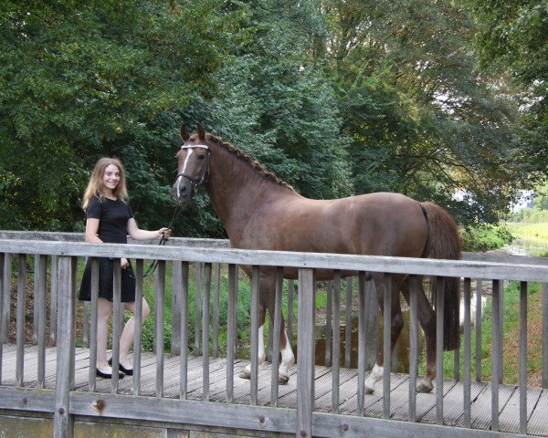 dressage horse Diamant 575 (German Riding Pony, 2007, from Don Philino)