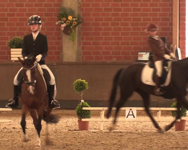 Reitturnier Hüllhorst 2017