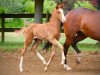 dressage horse Zalando 17 (Westphalian, 2018, from Zoom)