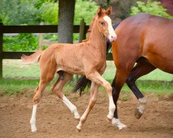 dressage horse Zalando 17 (Westphalian, 2018, from Zoom 8)