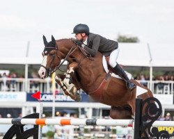 jumper Hercules By Immofluisteraar (Belgian Warmblood, 2007, from Larino)