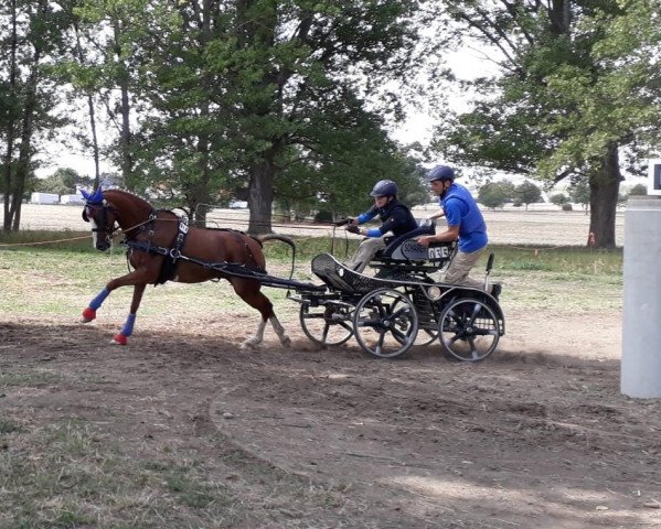 Dressurpferd Balco (Deutsches Reitpony, 2009, von Baccarat)