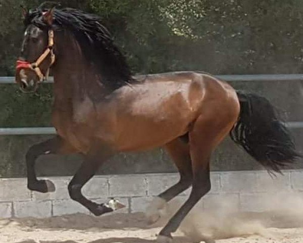 Pferd PANITO (Pura Raza Espanola (PRE),  )