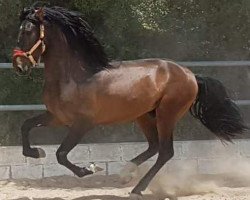 Pferd Panito (Pura Raza Espanola (PRE),  )