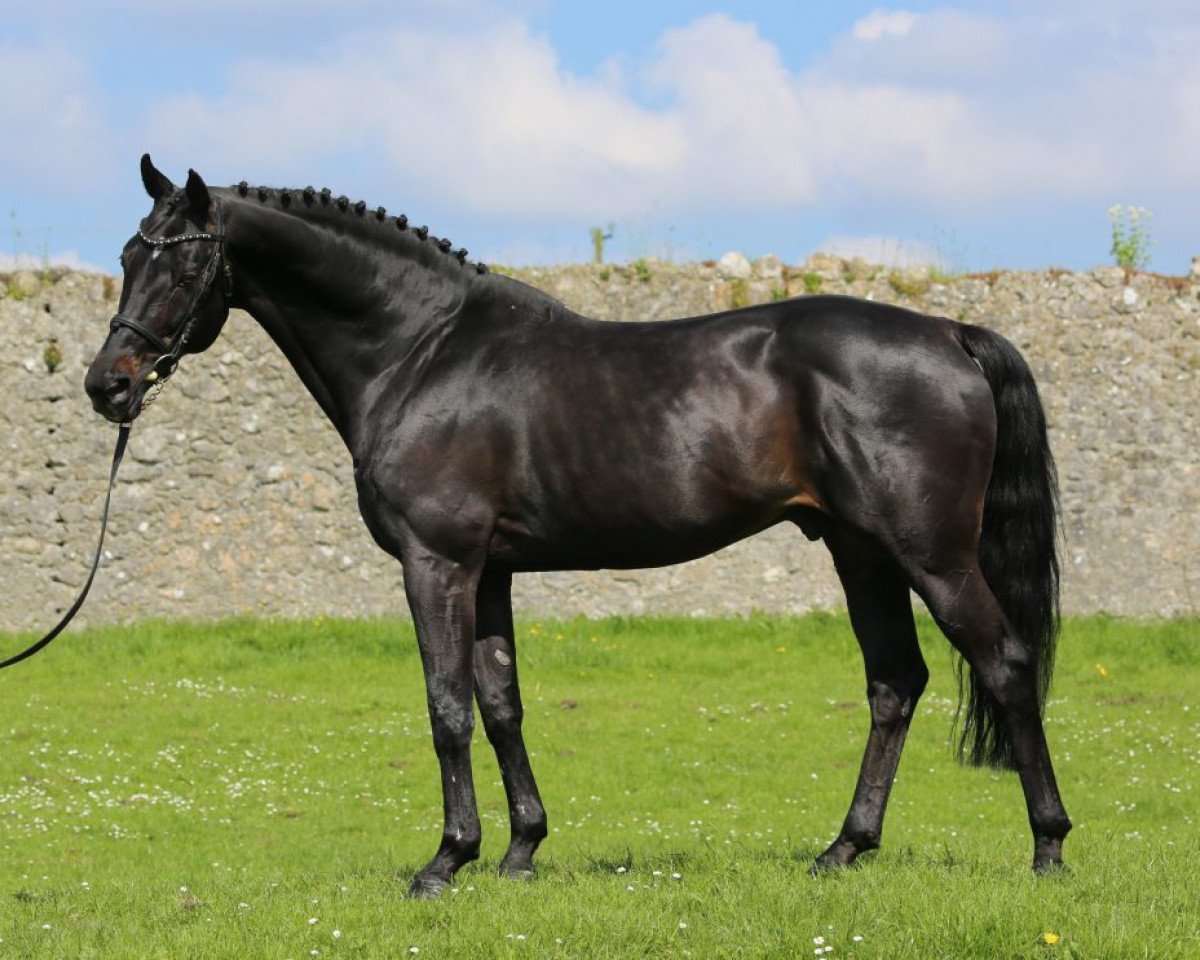 Deckhengst Stetter (KWPN (Niederländisches Warmblut), 1999, von Manhattan)