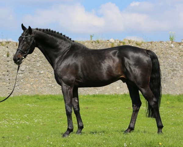 stallion Stetter (Dutch Warmblood, 1999, from Manhattan)