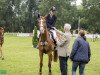 jumper Harizona (KWPN (Royal Dutch Sporthorse), 2012, from Arizona)