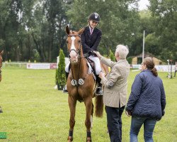 Springpferd Harizona (KWPN (Niederländisches Warmblut), 2012, von Arizona)