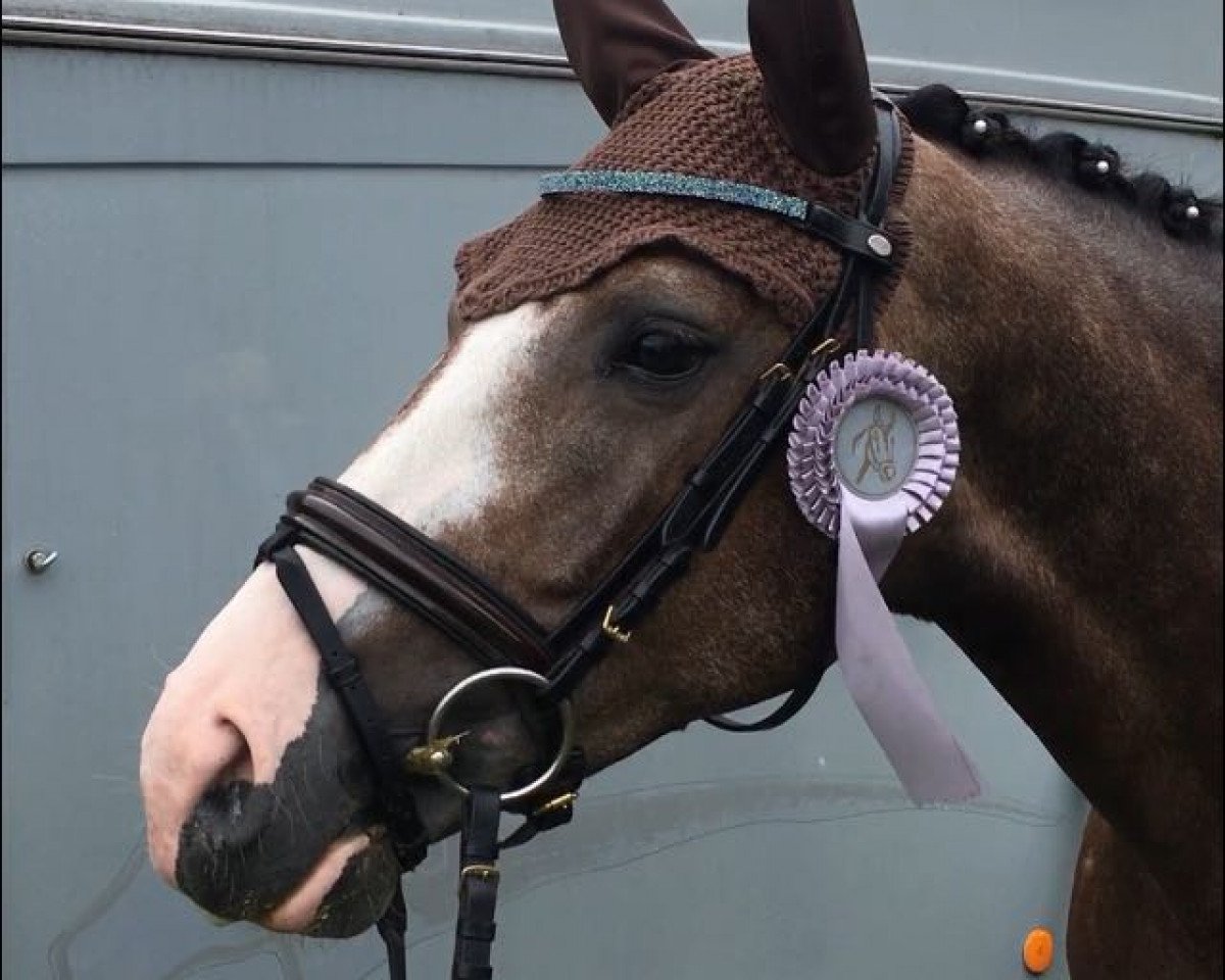 jumper Quantum 22 (German Sport Horse, 2014, from Quaterback)