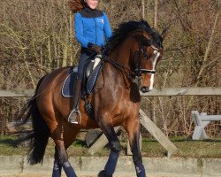 dressage horse Lailani 2 (Hanoverian, 2010, from Lonsdale)