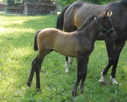 jumper Diamond 143 (Hanoverian, 2018, from Diacontinus)