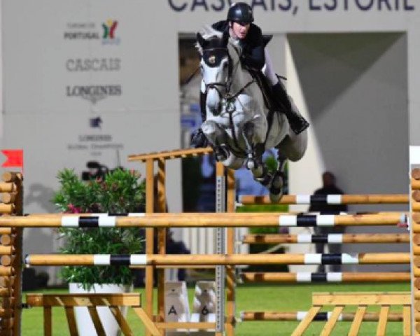 jumper Lapuccino 2 (Irish Sport Horse, 2008, from Livello)