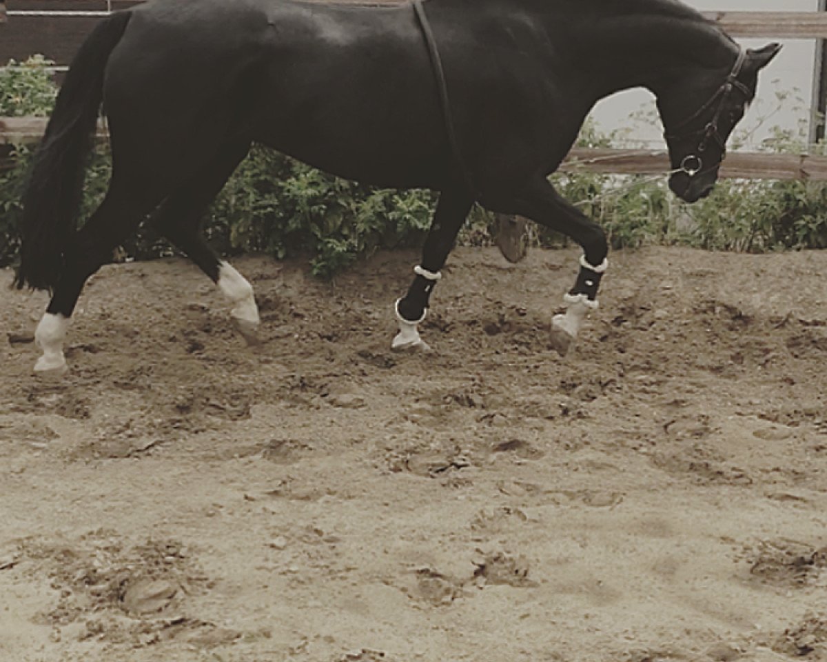 Springpferd Ro Katalana Beba (Oldenburger, 2006, von Roadster)