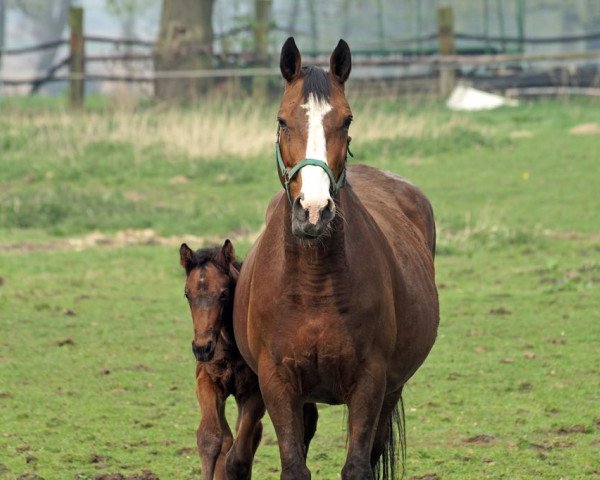 broodmare What a feeling (Westphalian, 1994, from Weinberg)