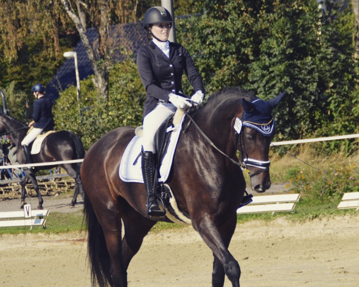 dressage horse Jambu I.Dancer (KWPN (Royal Dutch Sporthorse), 2014, from Zack)