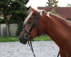 dressage horse Failshofer Daiquiri (German Riding Pony, 2013, from Del Estero NRW)