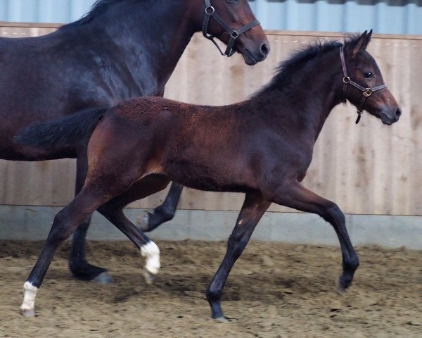 dressage horse Dancing Davina (German Riding Pony, 2018, from Davenport II)