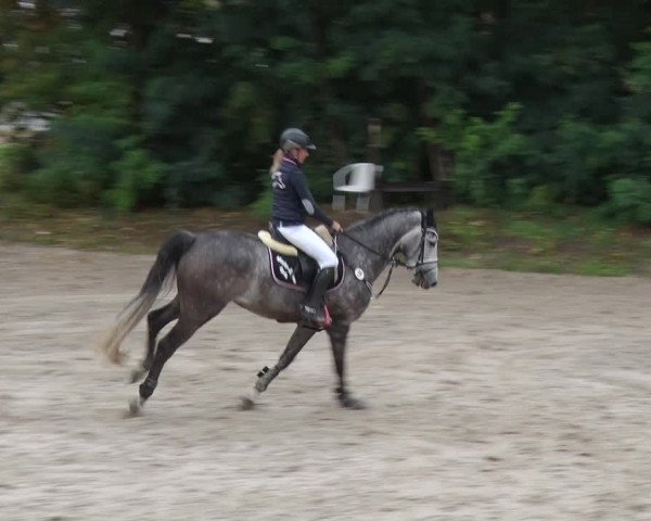 Reitturnier Greppin 2017