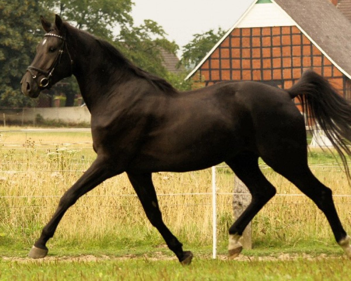 horse Luciano 275 (Westphalian, 2008, from Lugato)