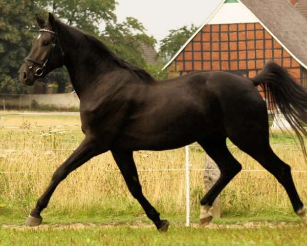 Pferd Luciano 275 (Westfale, 2008, von Lugato)