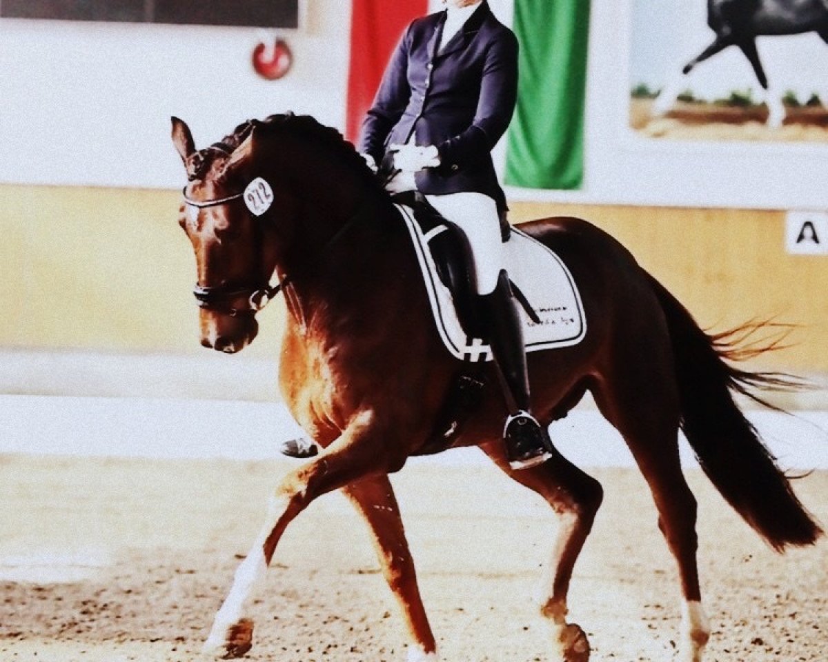 dressage horse Fred Feuerstein F (Rhinelander, 2010, from Fidertanz RH)