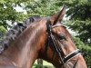 dressage horse B‘Jay (Hanoverian, 2014, from Bon Bravour)