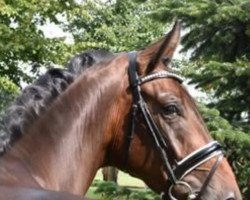 dressage horse B‘Jay (Hanoverian, 2014, from Bon Bravour)