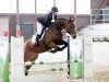 dressage horse Alexis 217 (Württemberger, 2008, from Agrostar)