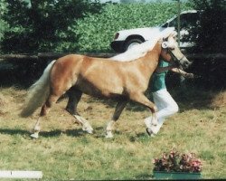 Pferd Anika (Haflinger, 1987, von Ankhan)