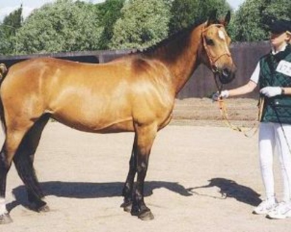 broodmare Beukenhof's Julia (Nederlands Welsh Ridepony, 1990, from Downland Folklore)