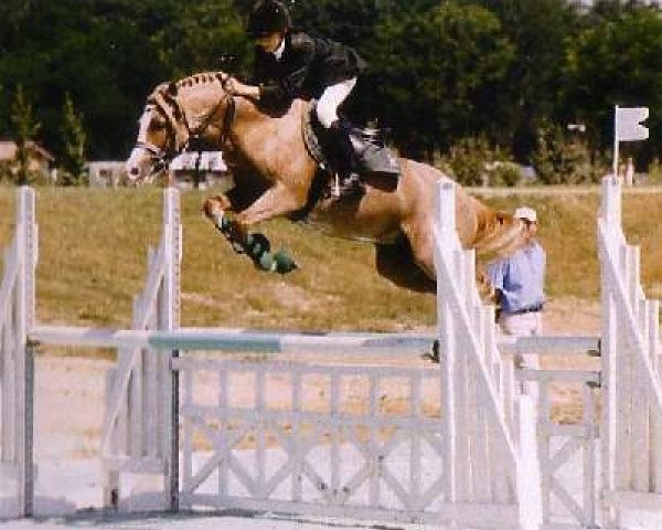 stallion Iram d'Audes (Welsh-Pony (Section B), 1996, from Bolino Ravignan)
