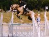 Deckhengst Iram d'Audes (Welsh Pony (Sek.B), 1996, von Bolino Ravignan)