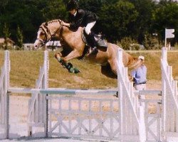 Deckhengst Iram d'Audes (Welsh Pony (Sek.B), 1996, von Bolino Ravignan)