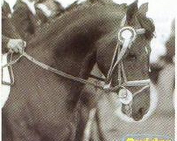 Deckhengst Quedor du Coteau (Französisches Pony, 1982, von Bar ox)