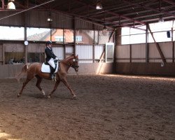 dressage horse Cara Lena (Oldenburg, 2006, from San Remo)