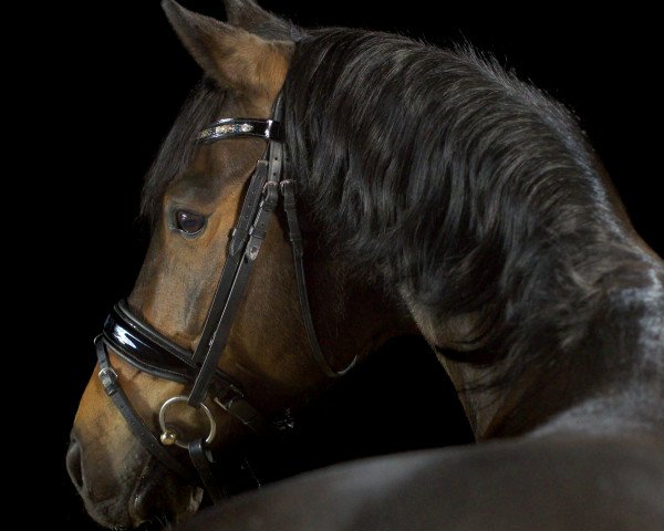 dressage horse Cocolino 9 (German Riding Pony, 2010, from Constantin)