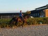 dressage horse Fidelio 295 (Westphalian, 2009, from Fanfani 4)