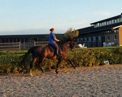 dressage horse Fidelio 295 (Westphalian, 2009, from Fanfani 4)