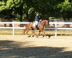 dressage horse For Me 33 (Oldenburg, 2013, from For Romance I)