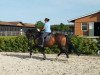 dressage horse Alabama 63 (Hanoverian, 2010, from Avagon)