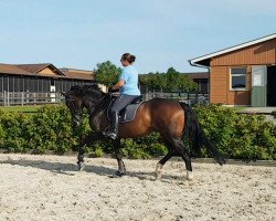 dressage horse Alabama 63 (Hanoverian, 2010, from Avagon)