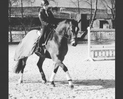 dressage horse Basic Brownie (Westphalian, 2009, from Basic)