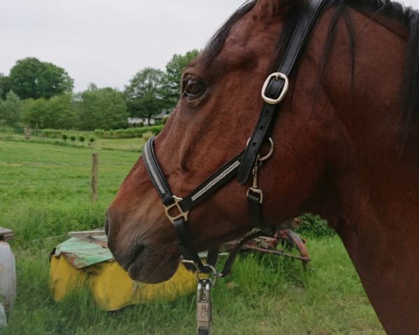 Dressurpferd Dexter (Deutsches Reitpony, 2006, von Destino R)