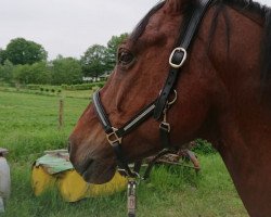 Dressurpferd Dexter (Deutsches Reitpony, 2006, von Destino R)