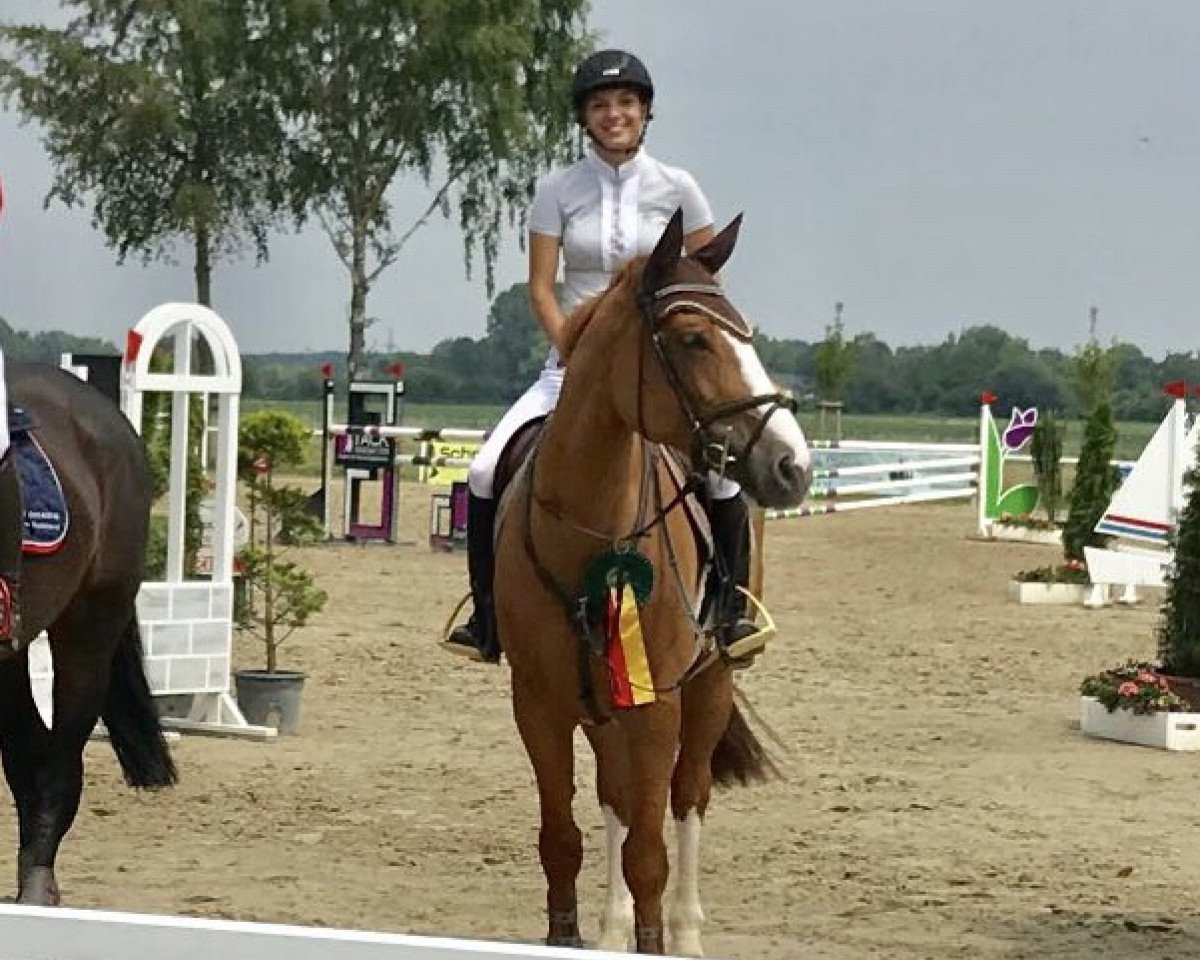 jumper Contessa La Silla (Oldenburg show jumper, 2009, from Chiquitin La Silla)